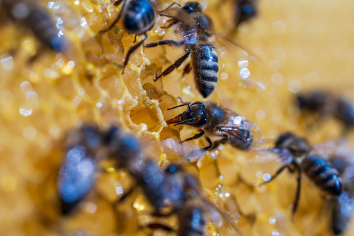 Working bees on honeycomb, close up. Colony of bees in apiary. Beekeeping in countryside. Macro shot with in a hive in a honeycomb, wax cells with honey and pollen. Honey in combs