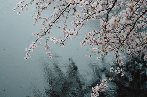 Branches with spring cherry blossoms in rain in the park
