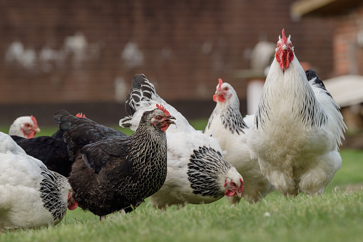 Portrait shot of free-roaming happy chickens in a meadow