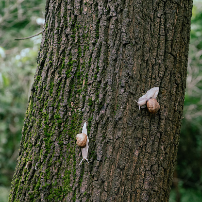 two snails on an oak trunk