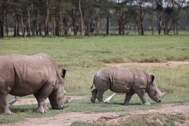 istock Mom and baby White Rhinoceros 2020742671