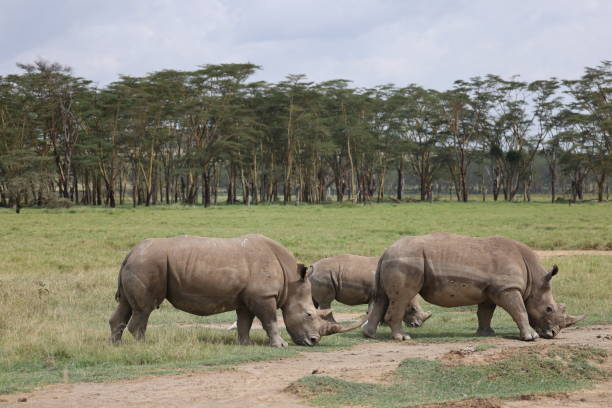 istock Three White Rhinoceros in the wild 2020742676