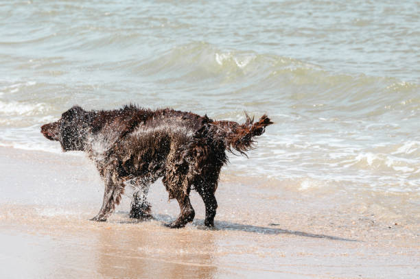 A wet dog shakes its fur on the beach