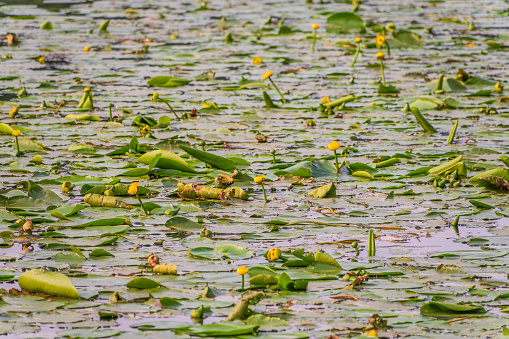 Yellow water lily flower, Nuphar lutea, blooming yellow among the green leaves on the water of the lake. Yellow water flowers in lake, aquatic ecosystem