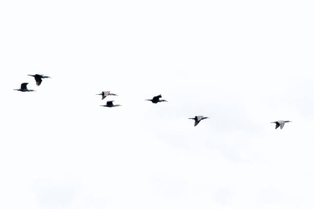 istock Panoramic shot of wild geese in flight on the coast 2020750739