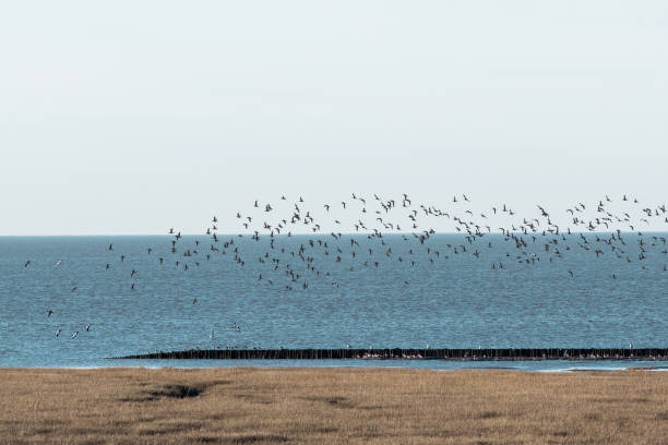 a flock of seabirds over a shoreline on an island