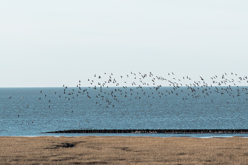 a flock of seabirds over a shoreline on an island