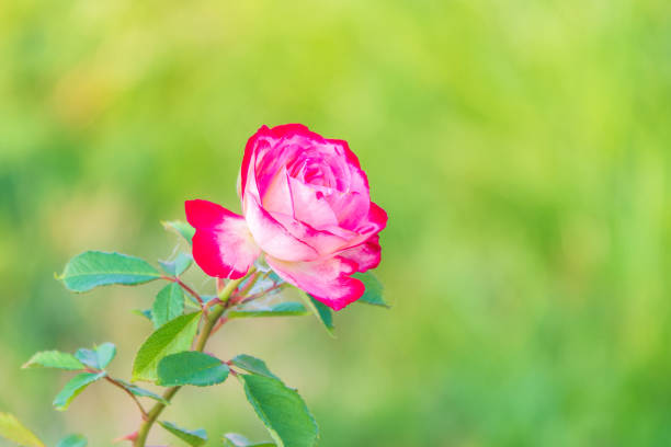 Pink and white flowers of hybrid tea rose in the garden. Summer and spring time.