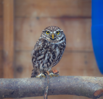 A perching Little Owl.