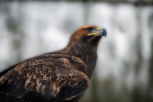 A Golden eagle from the side perspective.