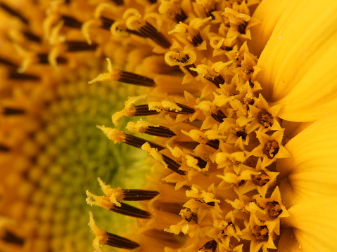 common yellow sunflower blossom - close-up - begin of the flower petals