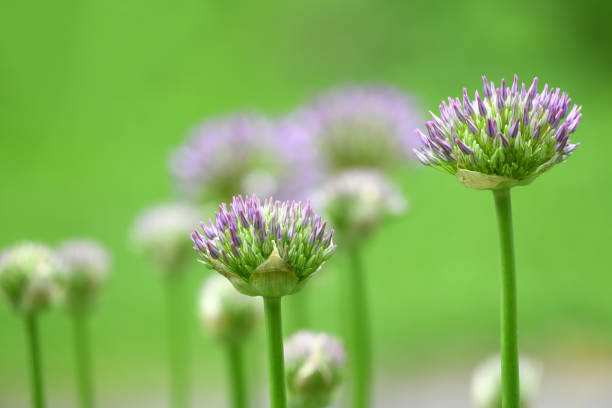purple allium lucy ball flower bud in spring