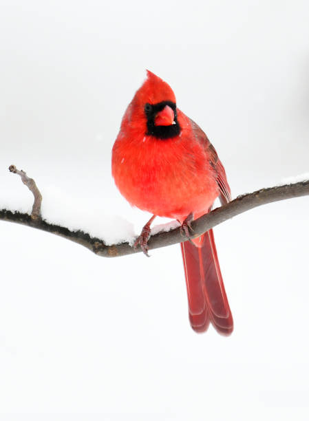 istock male red cardinal standing on tree branch after snow 2020792278