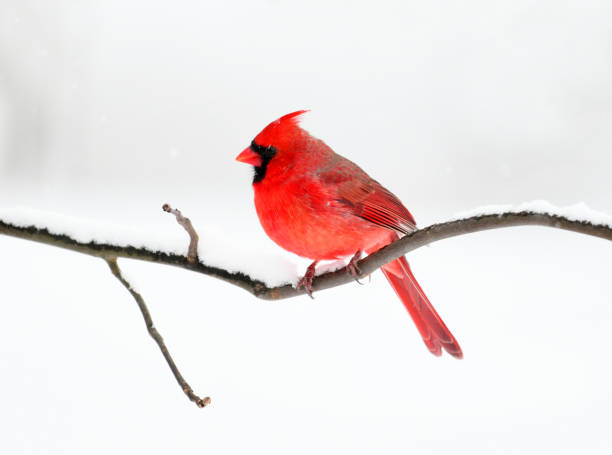 istock male red cardinal standing on tree branch after snow 2020792279