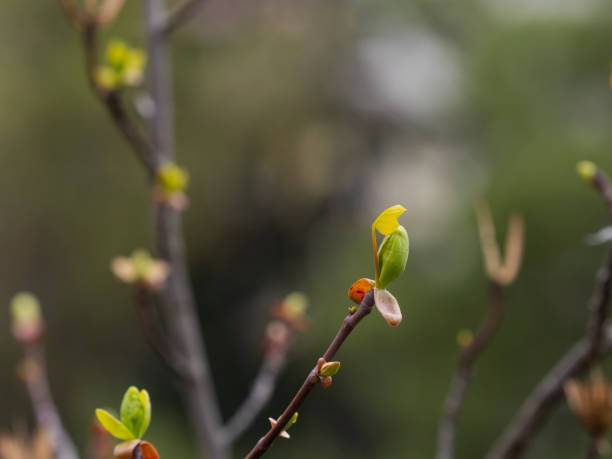 View in the springtime