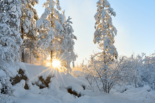 The bright winter sun shines through the snow-covered pine branches. The sun's rays pass through the snow caps of the trees. Beautiful winter landscape.