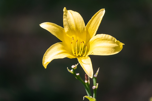 A yellow daylily flower, latin name Hemerocallis lilioasphodelus, at sunset. It is also known as lemon daylily, lemon lily, yellow daylily