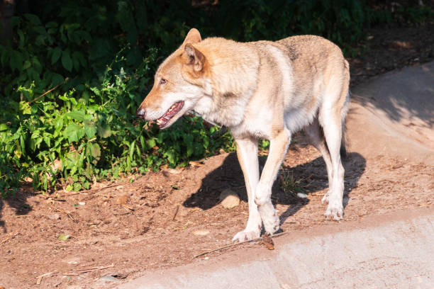 Gray wolf in forest on the green grass. The wolf, Canis lupus, also known as the gray wolf or grey wolf, is a large canine native to Eurasia and North America