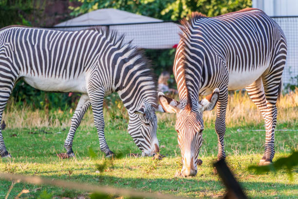 istock Grevy's zebra, lat Equus grevyi, also known as the imperial zebra eats green grass. 2020800040