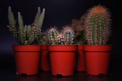 Cacti in pots on a black background