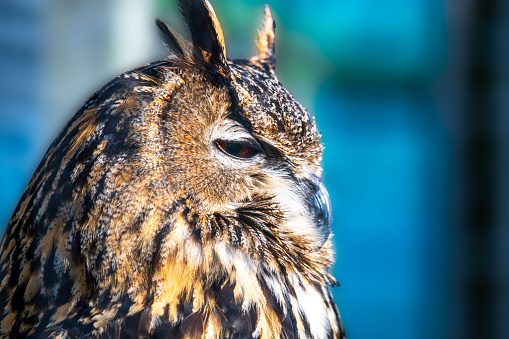 An Eurasian Eagle Owl.