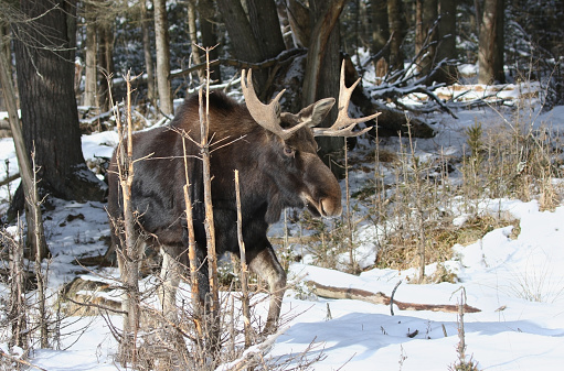 moose in forest during winter