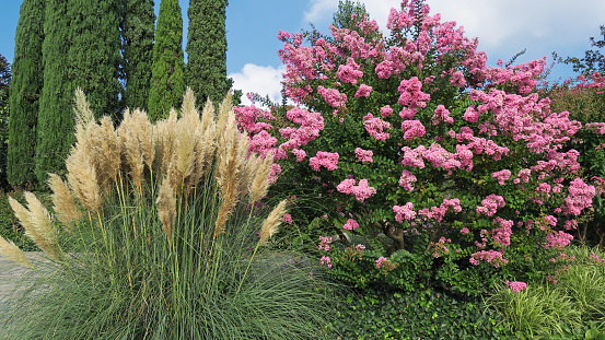 Pampasgras (Cortaderia selloana) and Lagerstroemia indica shrub in bloom.