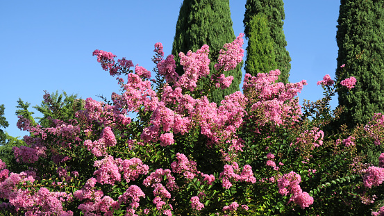 Lagerstroemia indica shrub in bloom (Indischer Flieder).
