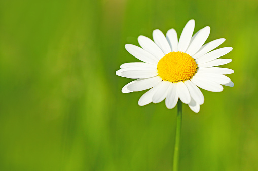 Spring daisy in the green grass, medicinal herbs