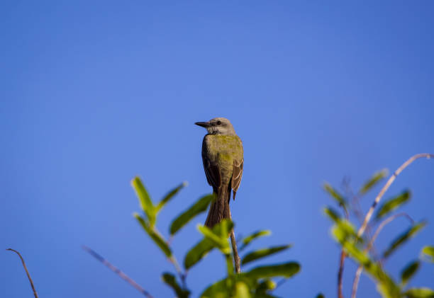 Kingbird on a high branch with a blue sky, he's looking left