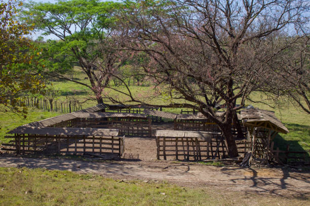 istock Abandoned animal feeding pen 2020835958