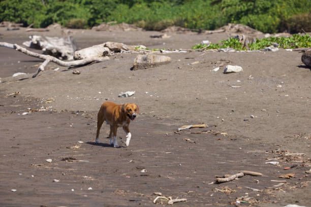 Brown dog with white feet walking to the right of frame on a beach with driftwood and detritus near the shore on dark sand. no other signs of humans