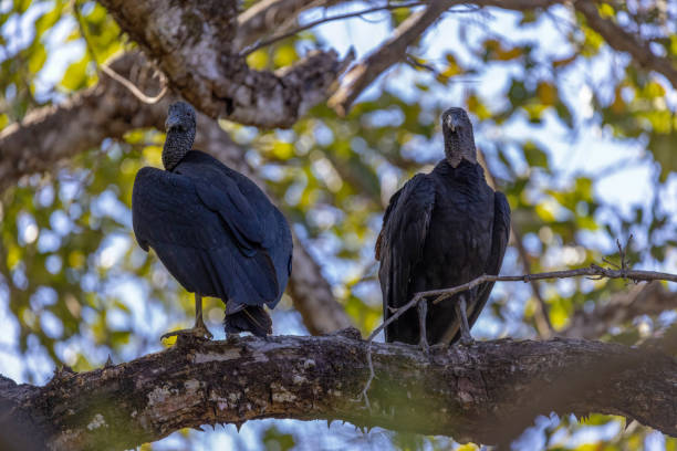 istock Two Black Vultures in a tree 2020835980