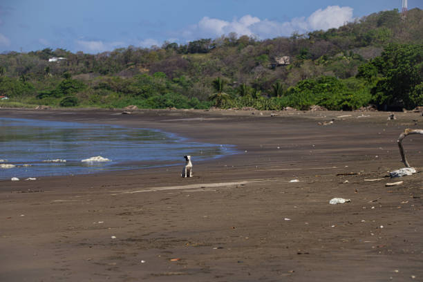 A white dog with a black spot on his right eye sitting comfortably on a beach looking around. Dark sand and surf and shore in the background