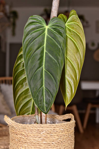 istock Exotic 'Philodendron Melanochrysum' houseplant 2020856157