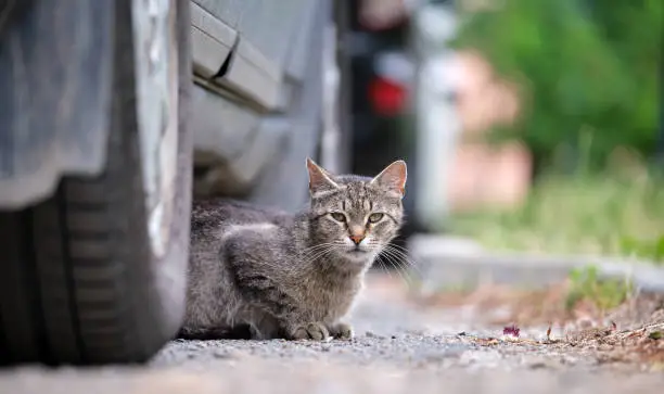 Photo of Big gray stray cat resting under parked car on steet outdoors in summer