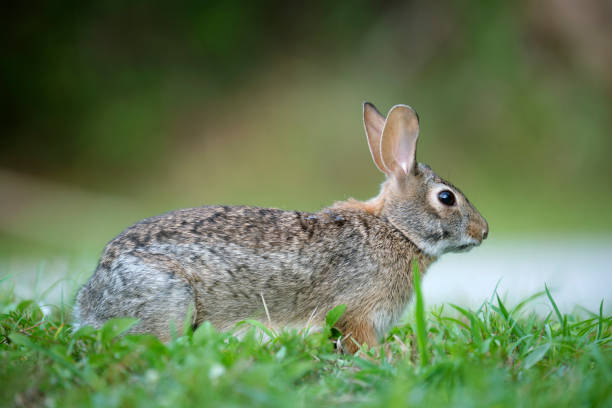 istock Grey small hare eating grass on summer field. Wild rabbit in nature 2020858301