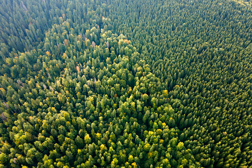 Aerial view of green pine forest with dark spruce trees. Nothern woodland scenery from above.