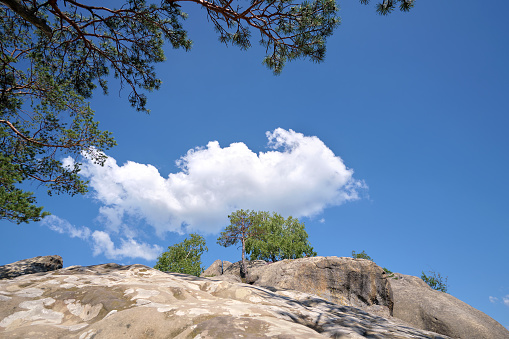 Big old pine tree growing on rocky mountain top under blue sky on summer mountain view background.