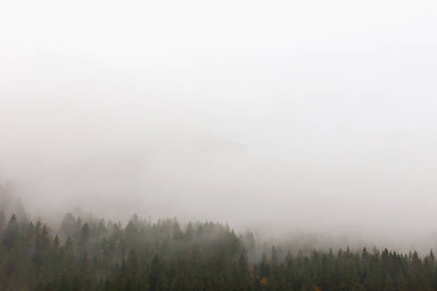 Breath of mountains Carpathian mountains in morning thick fog. Mystical background for your design. Ecology, travel and tourism, nature and natural