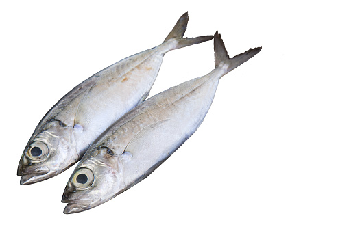 Fresh mackerel fish isolated on the white background. There is free space for text.