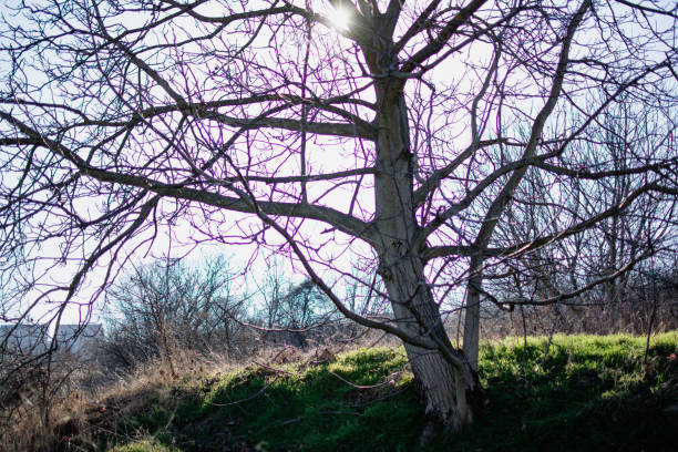 old big oak tree in nature in early spring