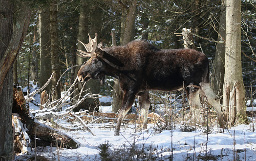 moose in forest during winter