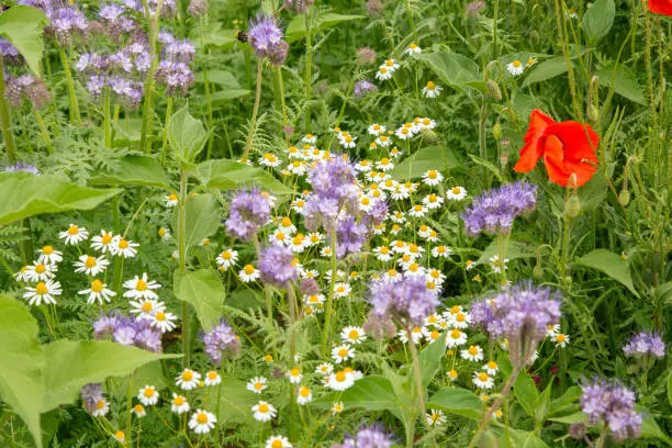 Colorful flower meadow with phacelia, chamomile and poppy