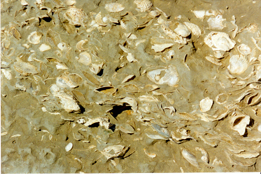 Clay soil full of seashells