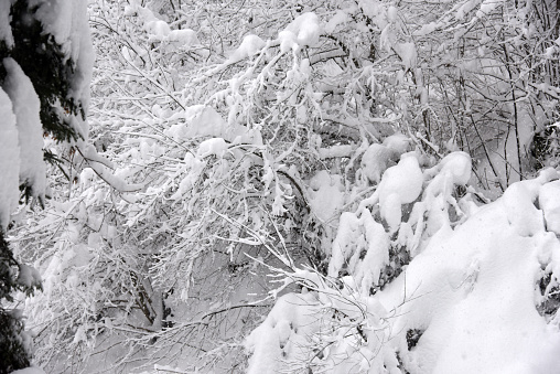 Landscape (woodland) in the swiss mountains after several days heavy snowing. Captured in the canton of Glarus during winter season.