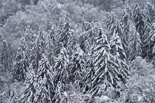 Landscape (woodland) in the swiss mountains after several days heavy snowing. Captured in the canton of Glarus during winter season.
