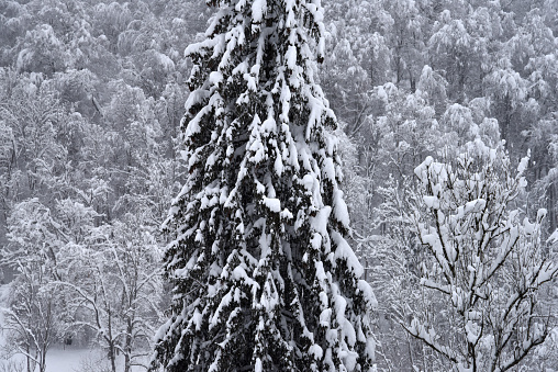 Snowy mountain trees in Perisher NSW, Australia