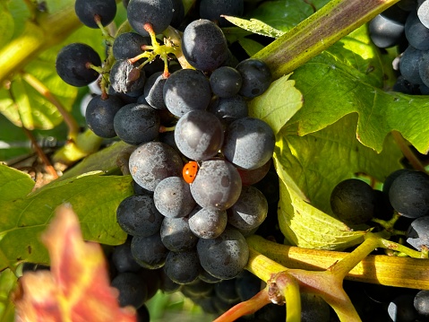 Ladybug enjoying wine grapes