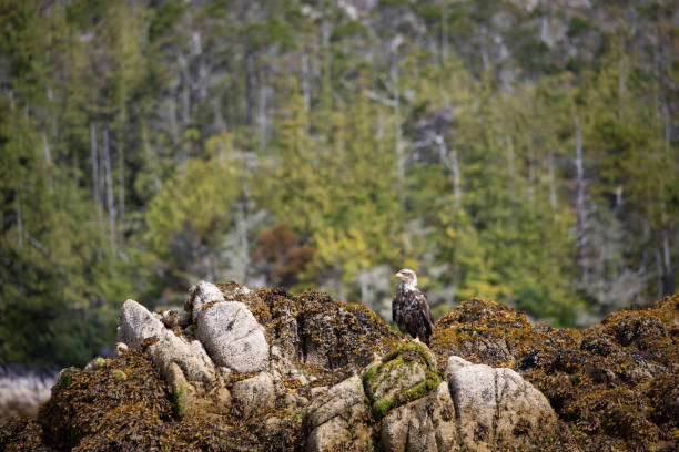 istock Immature or sub-adult bald eagle looking around while perched on a rock covered in seaweed with trees in the background 2020927041